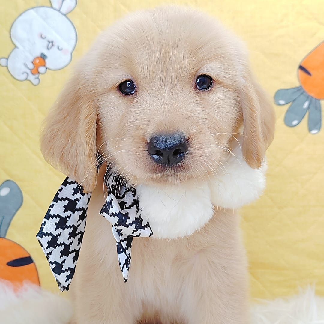 Golden Retriever 黄金猎犬