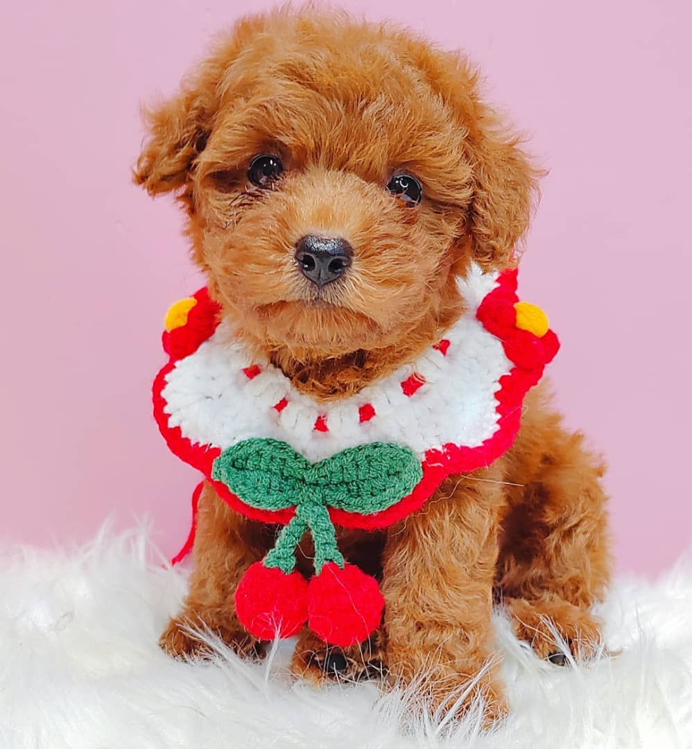 Poodle 娉拌开璐靛