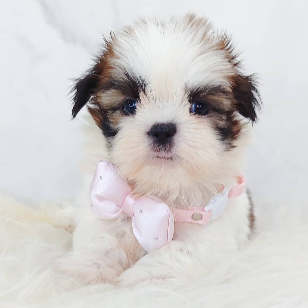 Shih Tzu 西施