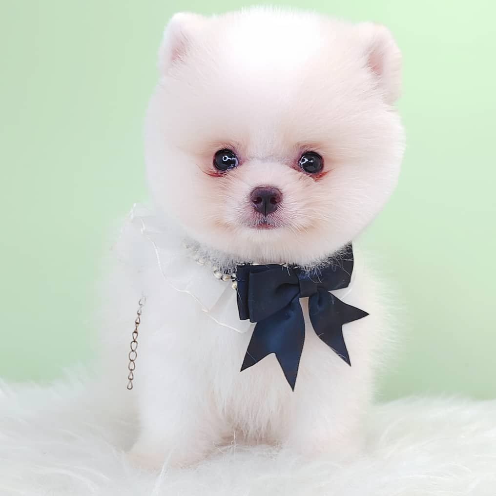 Pomeranian 博美