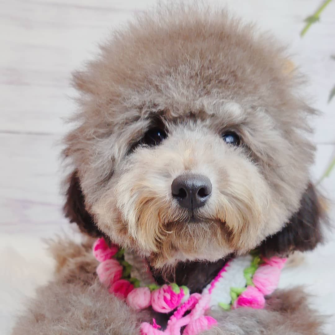 Poodle 娉拌开璐靛