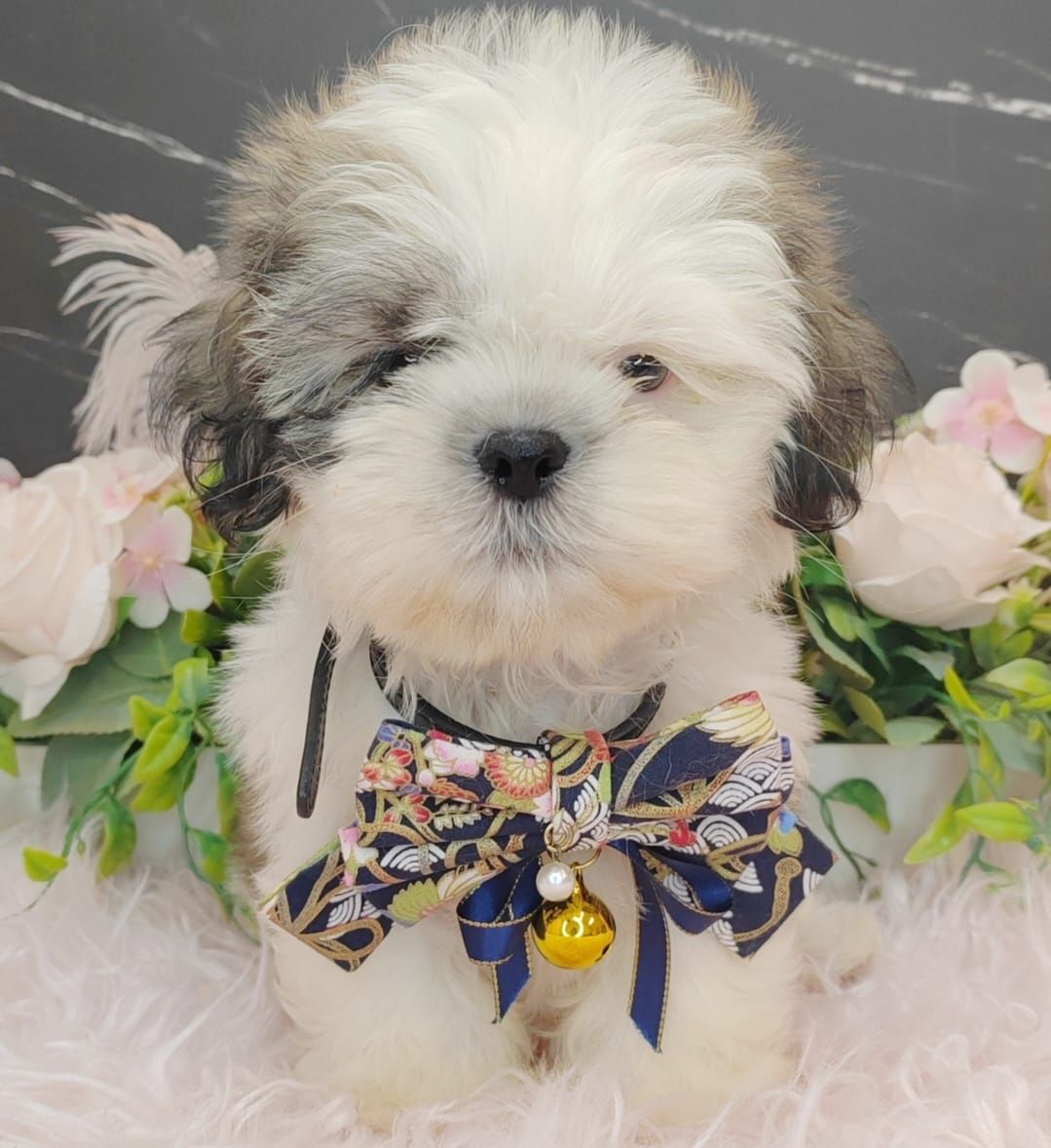 Shih Tzu 西施