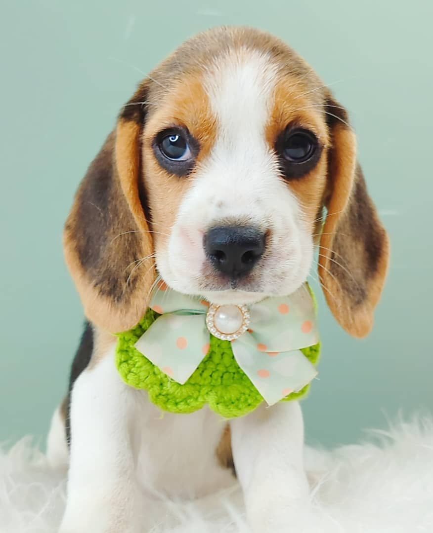 Beagle 米格鲁