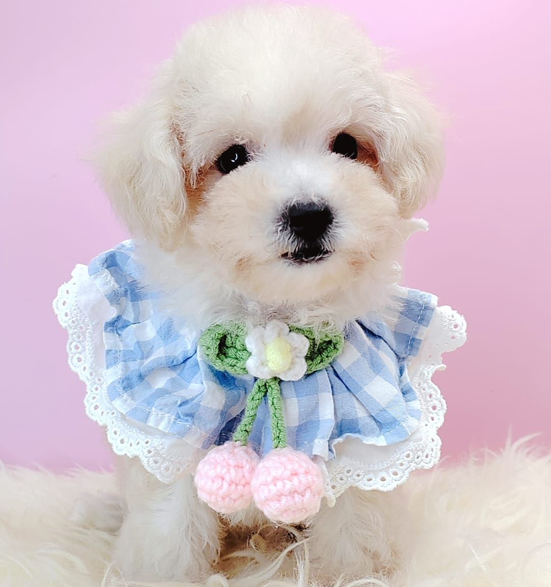 Poodle 娉拌开璐靛