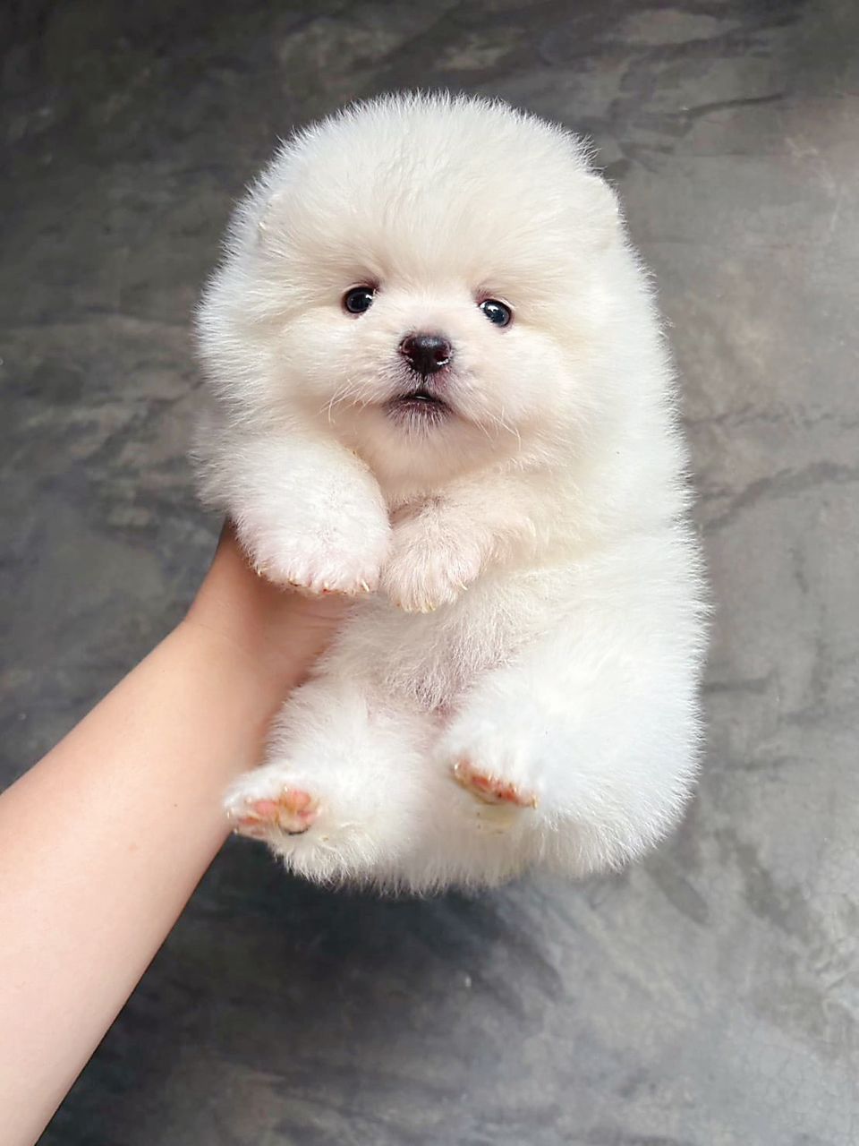 Pomeranian 博美