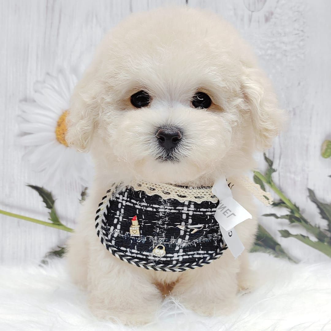 Bichonpoo 泰迪熊