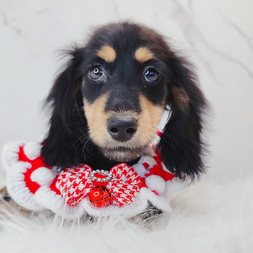 Dachshund 腊肠狗