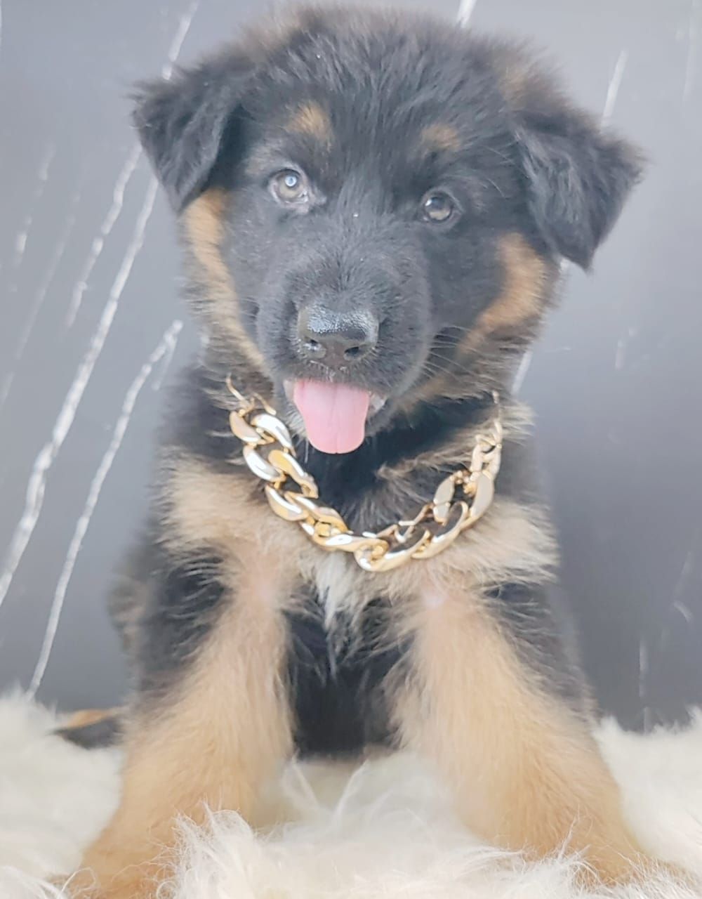 German Shepherd 德国牧羊犬