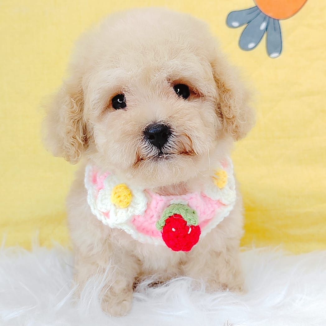 Poodle 娉拌开璐靛