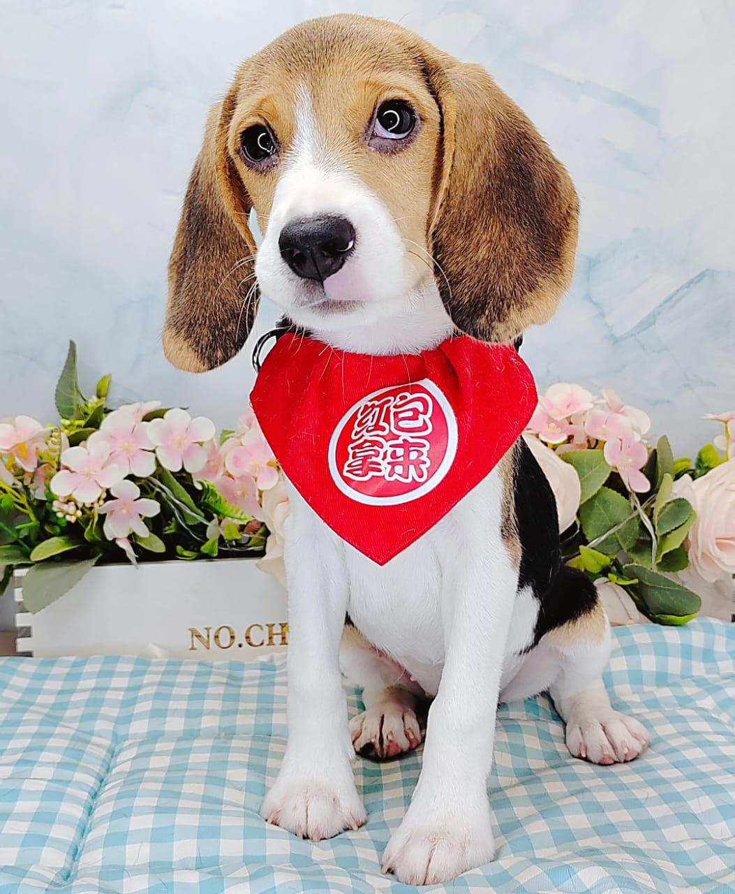 Beagle 米格鲁