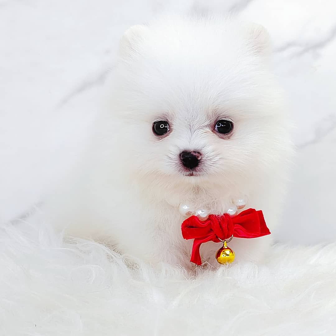 Pomeranian 博美