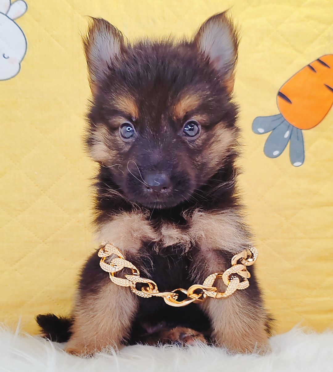 German Shepherd 德国牧羊犬