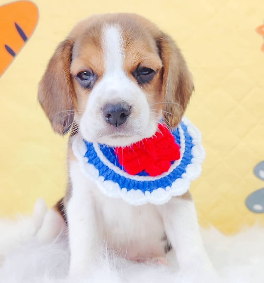 Beagle 米格鲁