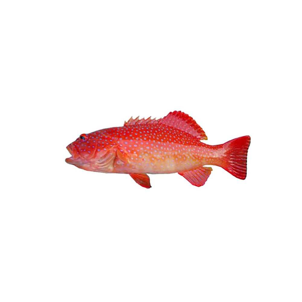 Frozen Red Grouper Supplier Malaysia | Cheong Vege