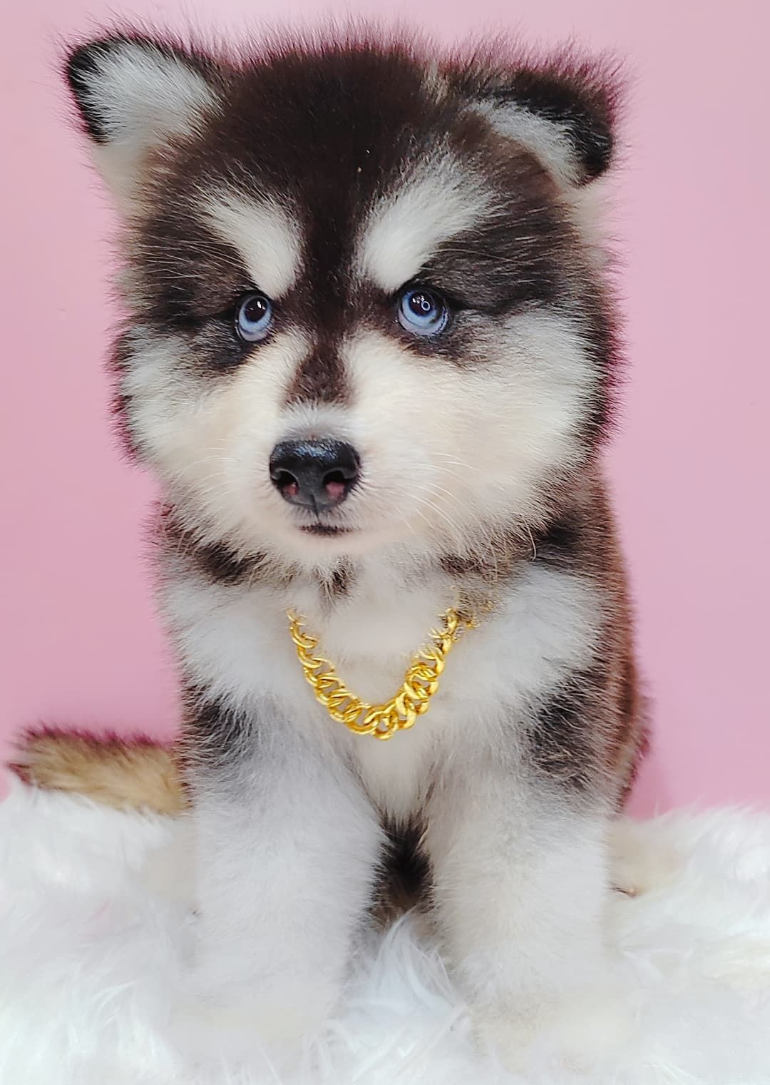 Wooly Alaskan 长毛哈士奇