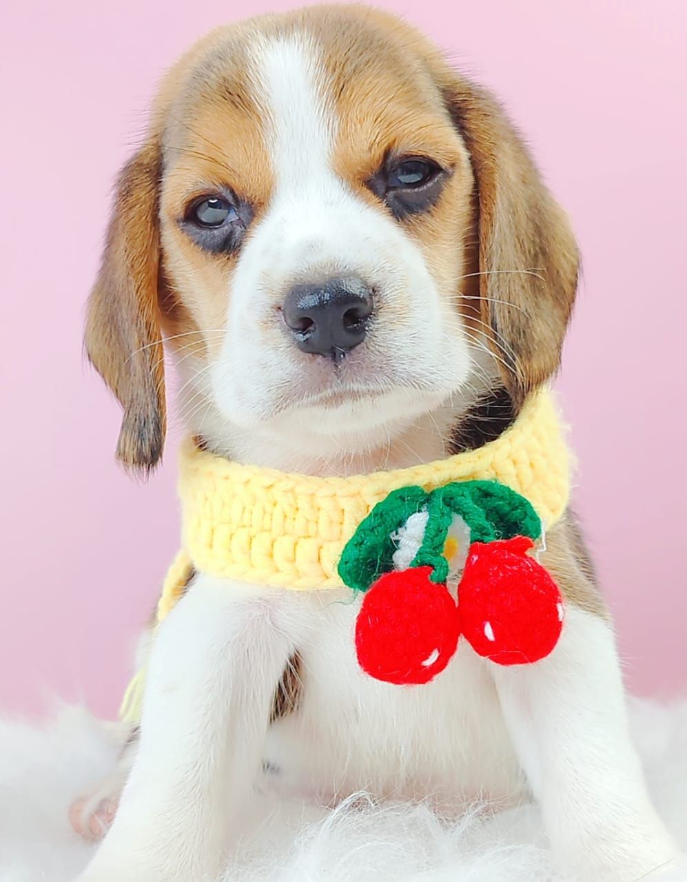 Beagle 米格鲁