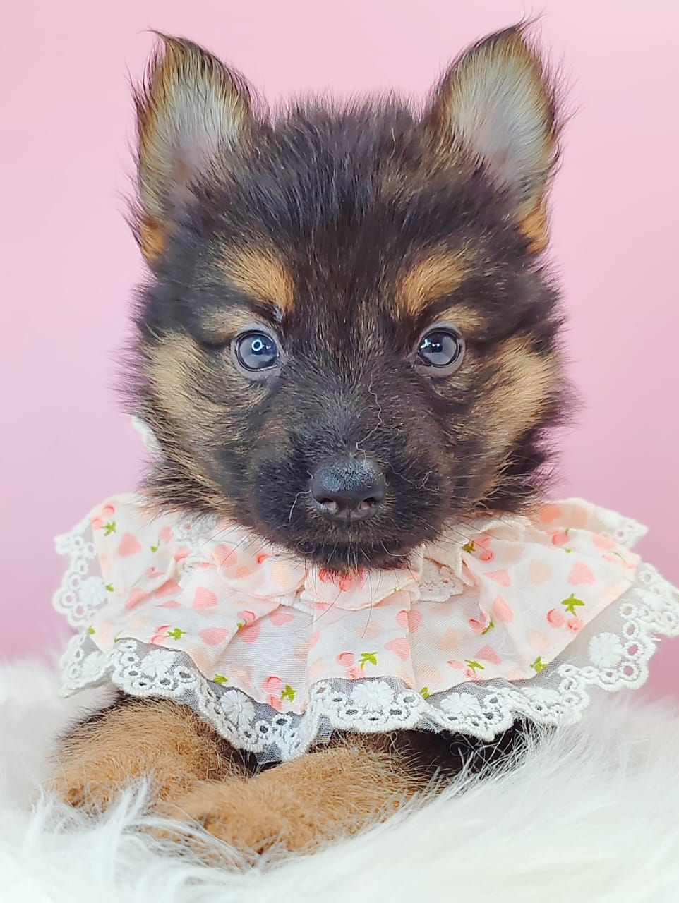 German Shepherd 德国牧羊犬