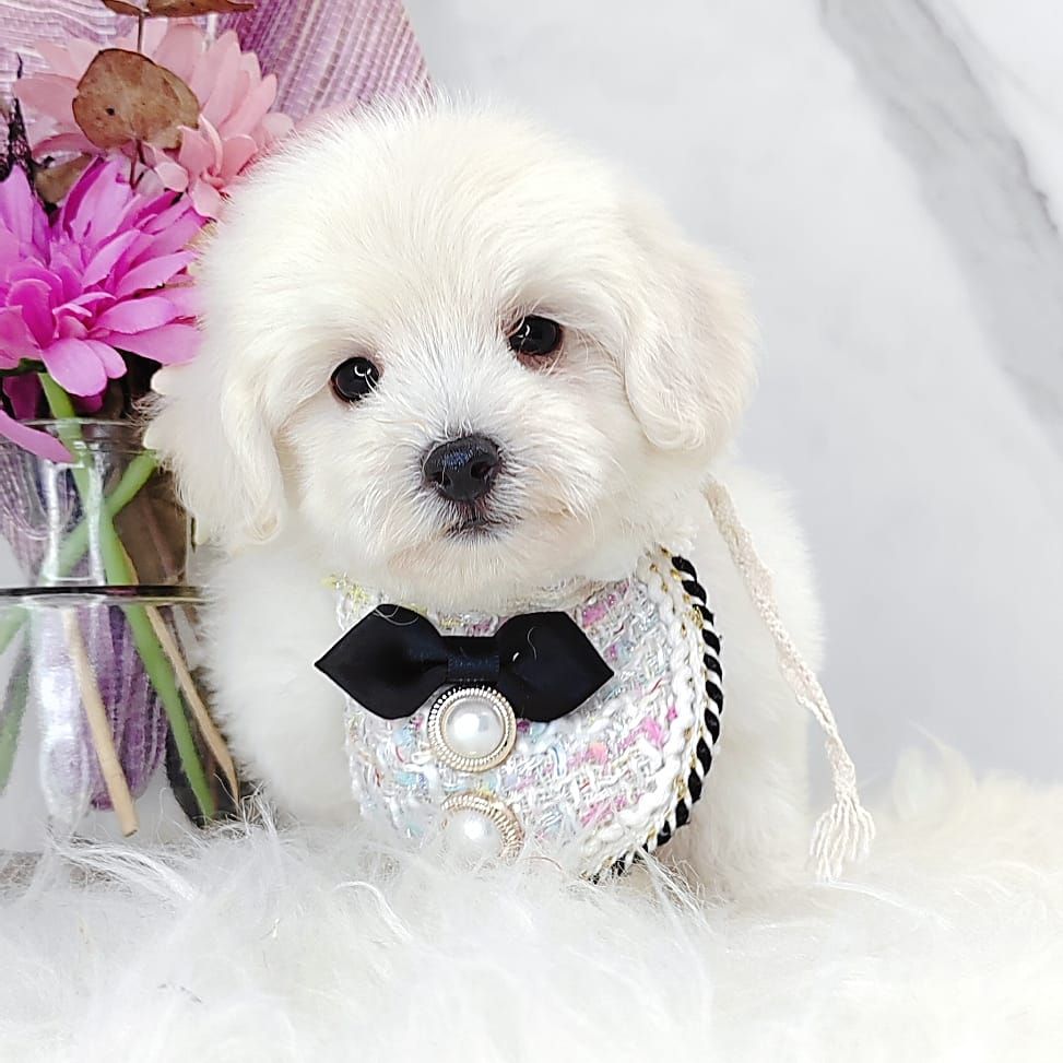 Maltipoo 马尔泰迪