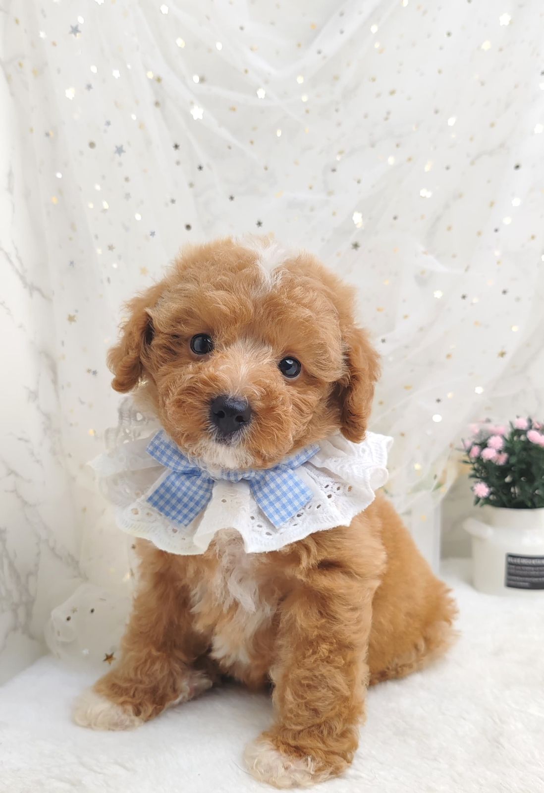 Poodle 娉拌开璐靛