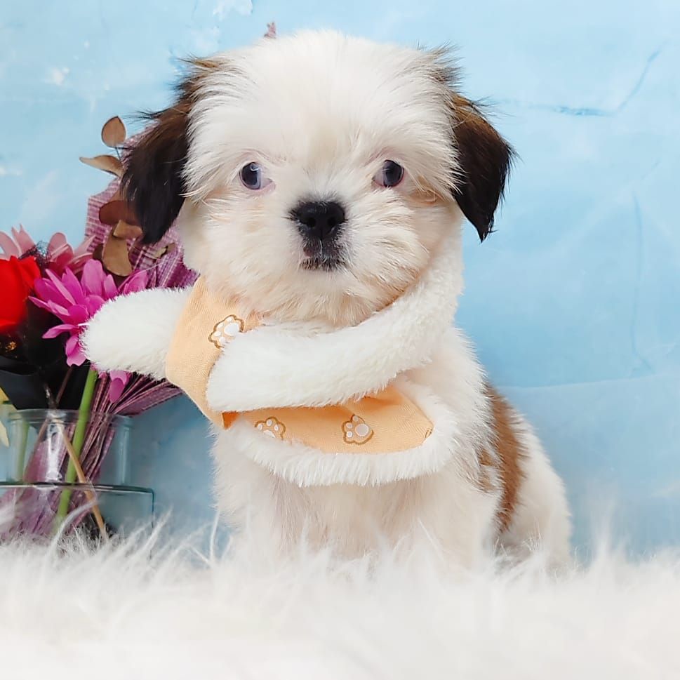 Shih Tzu 西施