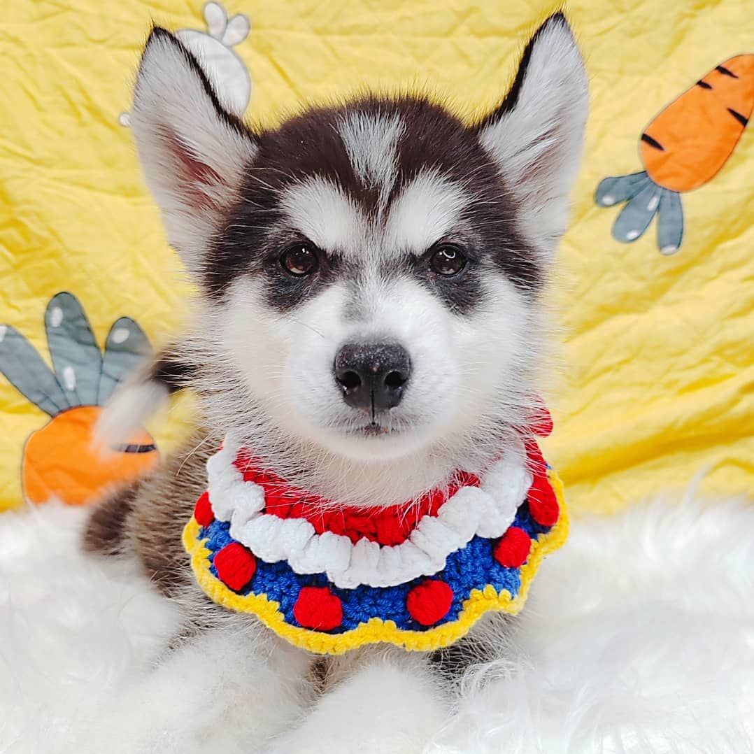 Alaskan Husky 阿拉斯加哈士奇