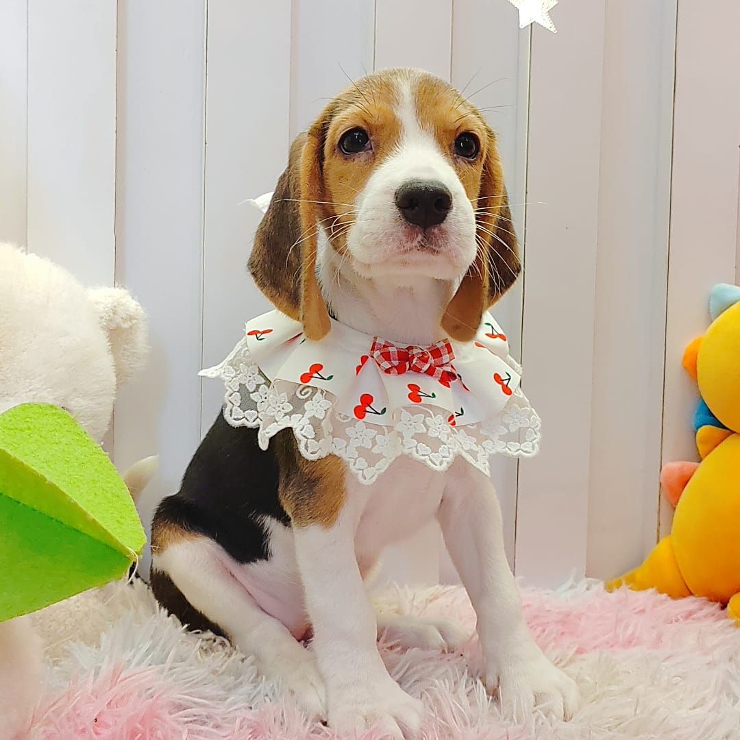 Beagle 米格鲁
