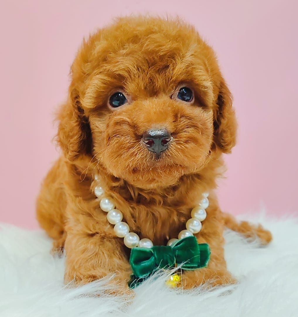 Poodle 娉拌开璐靛
