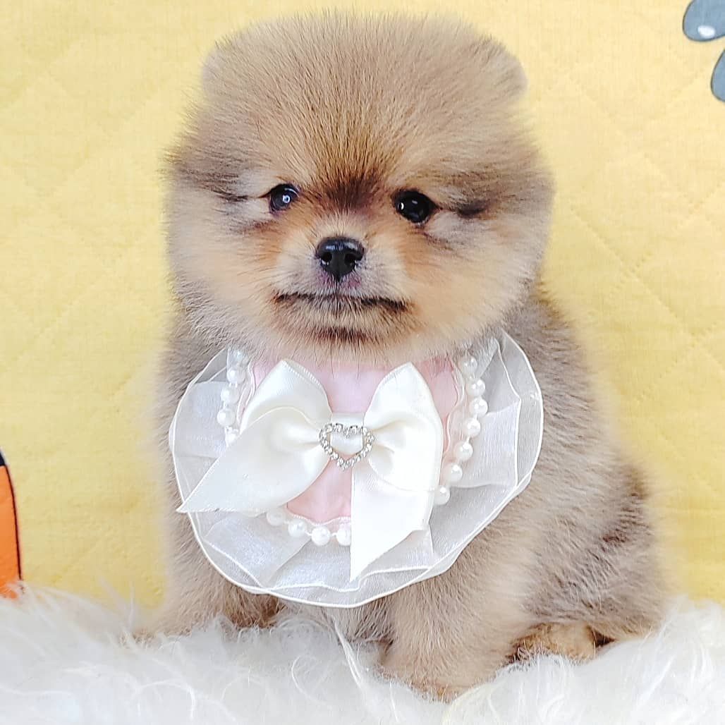 Pomeranian 博美