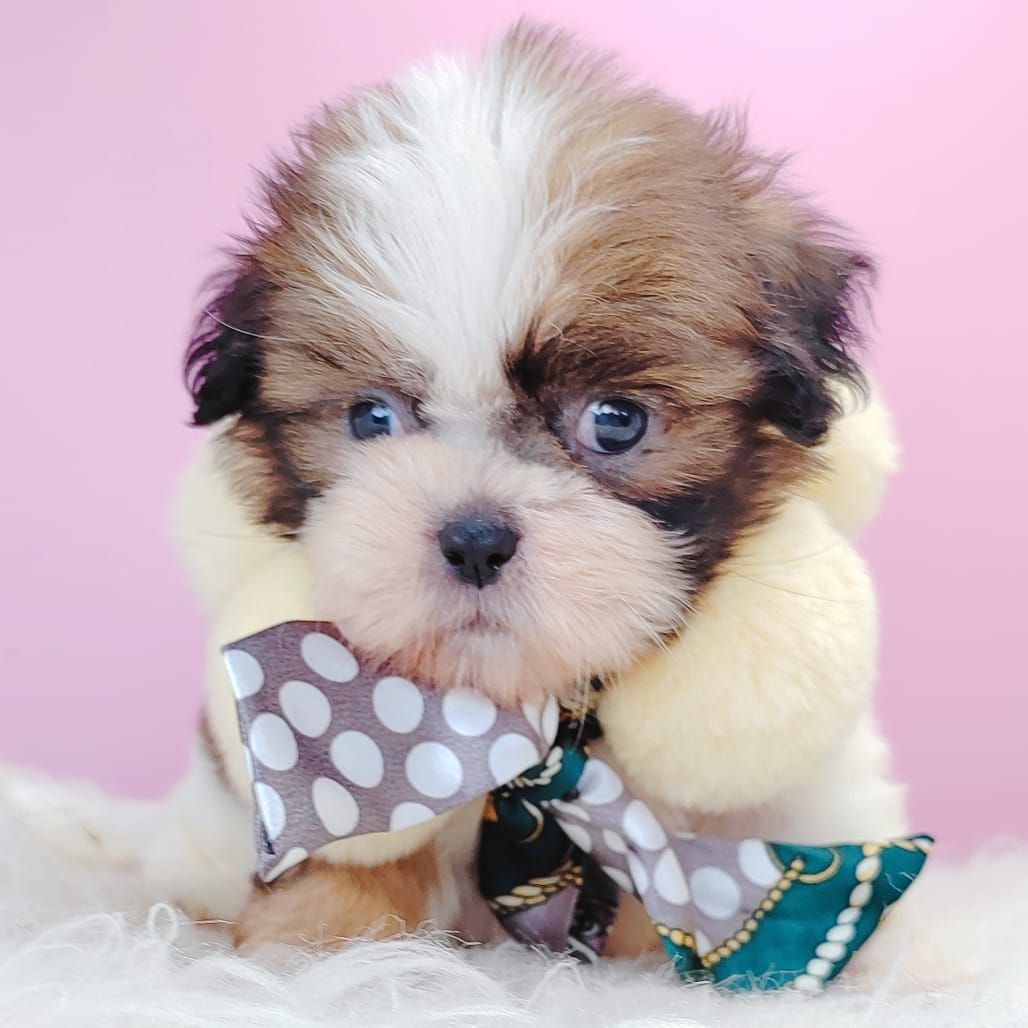 Shih Tzu 西施