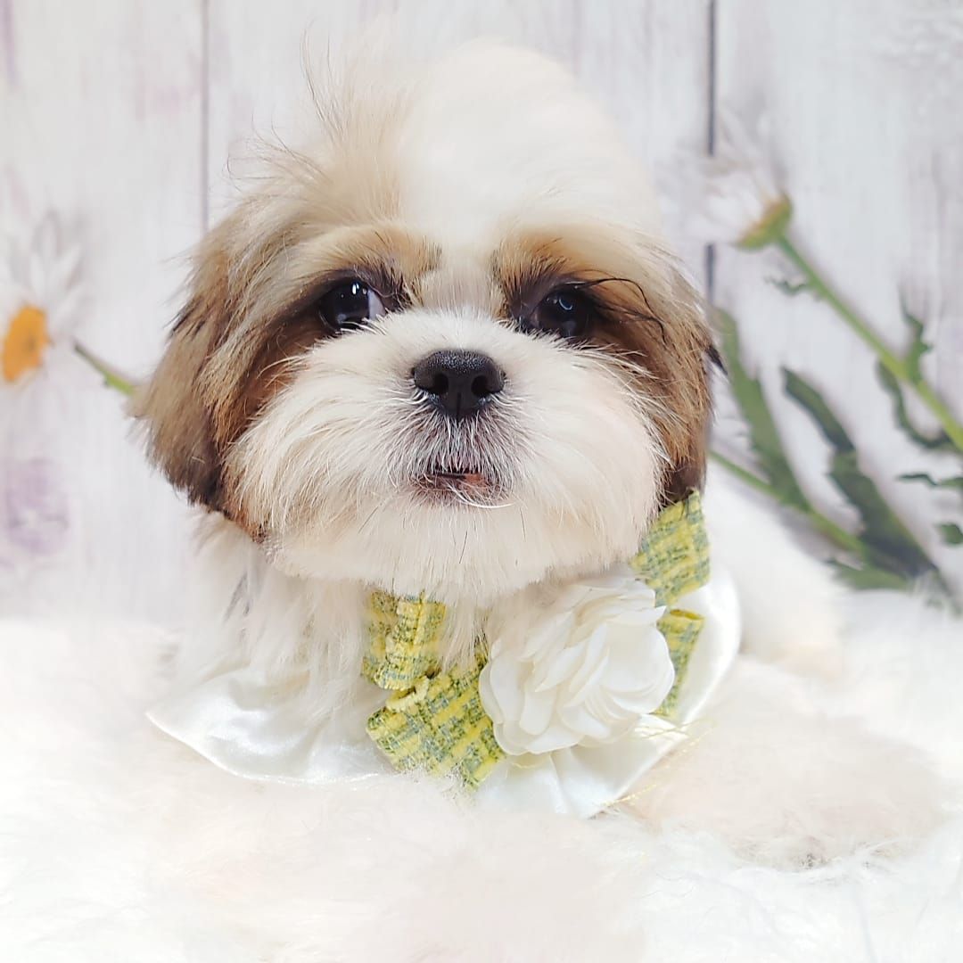 Shih Tzu 西施