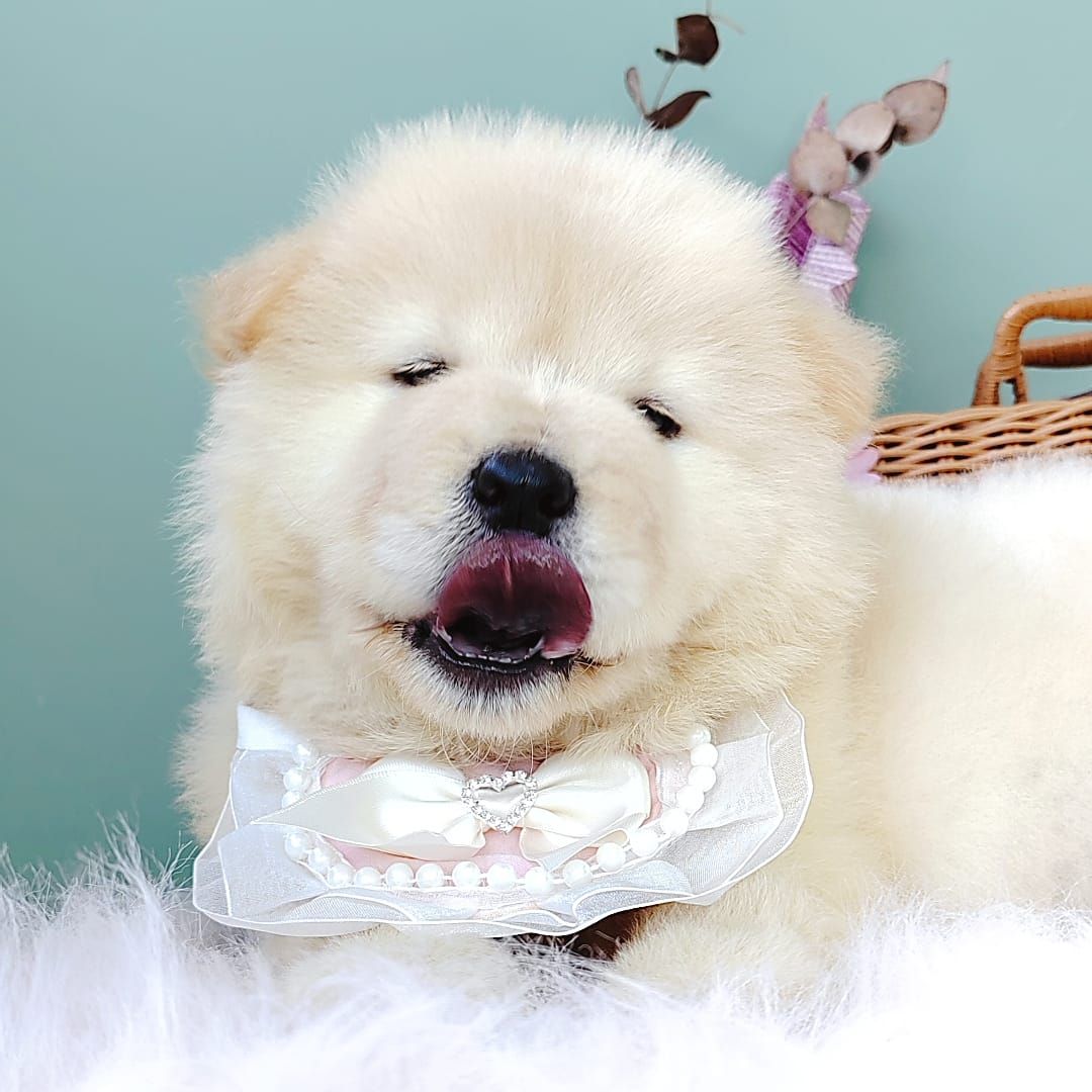 Chow Chow 松狮犬