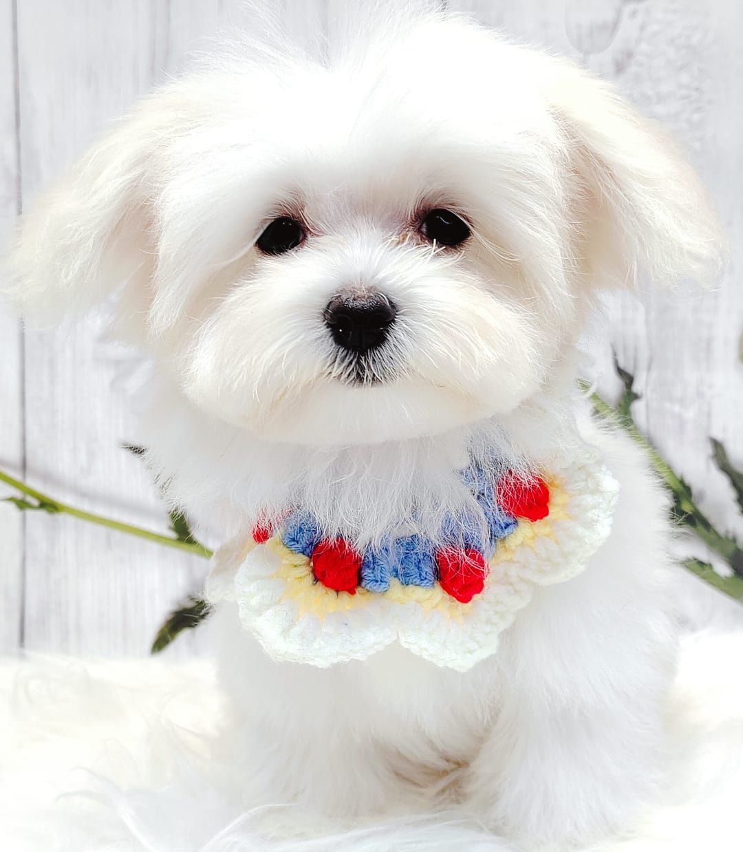 Maltese 马尔济斯
