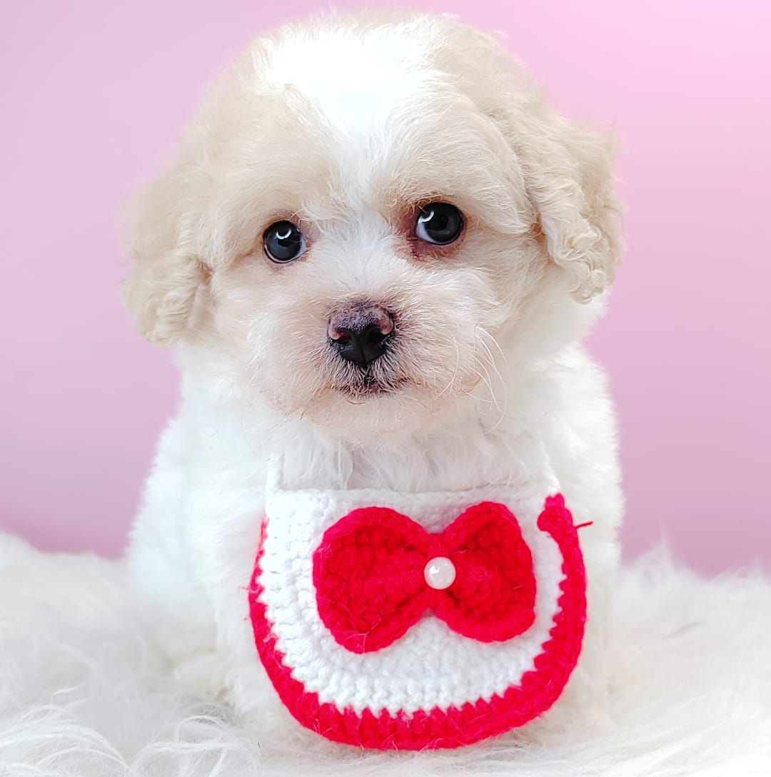 Maltipoo 马尔泰迪
