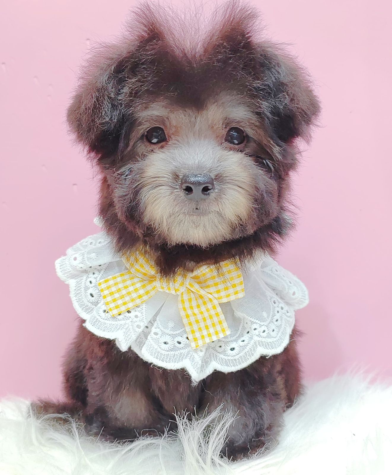 Poodle 璐靛娉拌开