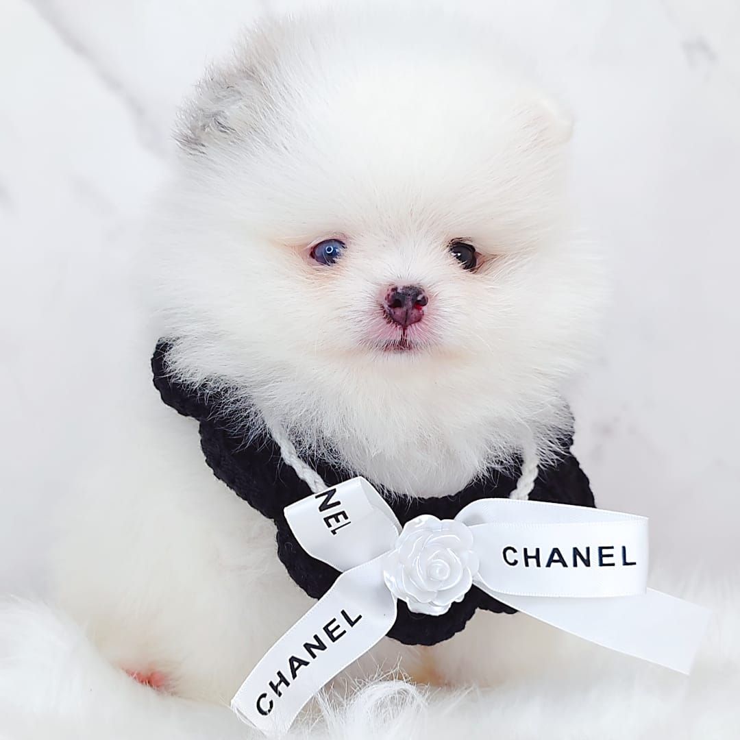 Pomeranian 博美