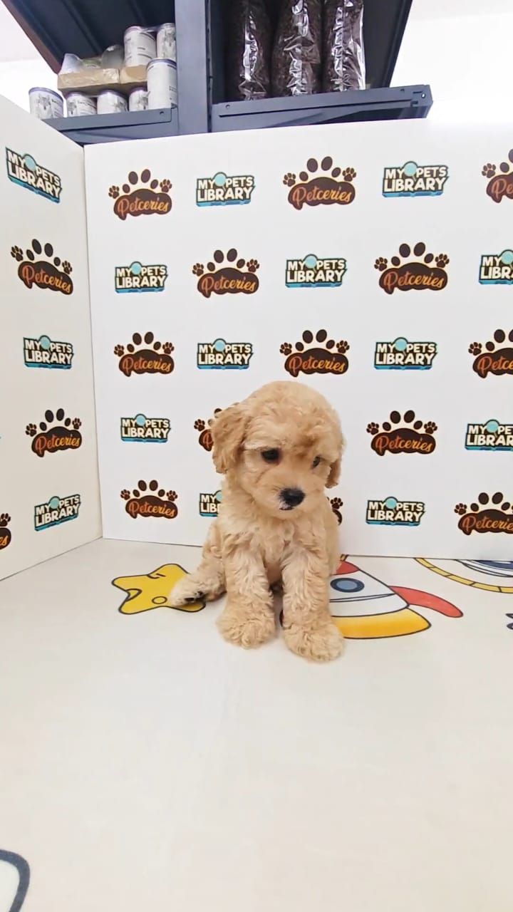 Tiny Poodle Female Cream color
