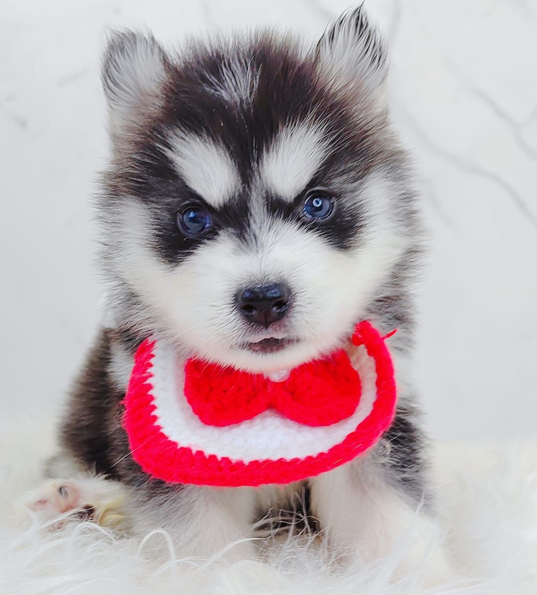Pomsky 博士奇