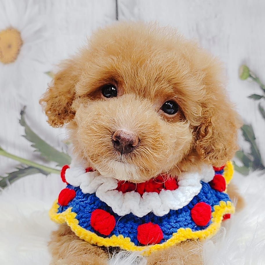 Maltipoo 马尔泰迪