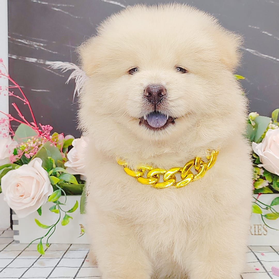  Chow Chow 松狮犬