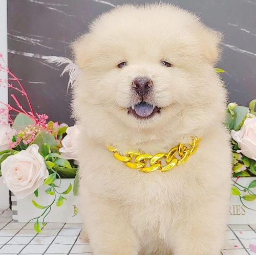  Chow Chow 松狮犬 - FURGATHER DESTINY PET HOUSE