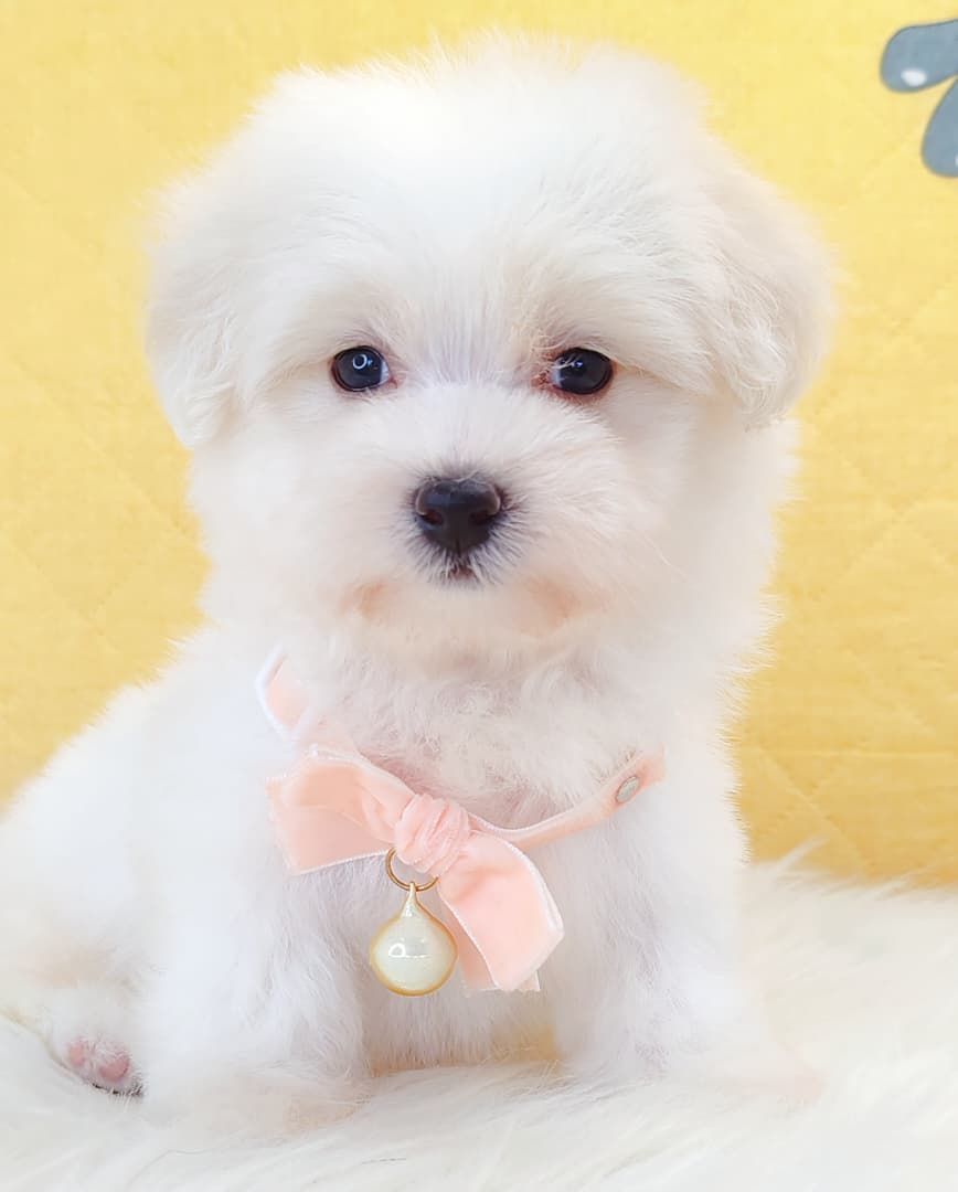 Maltipoo 马尔泰迪
