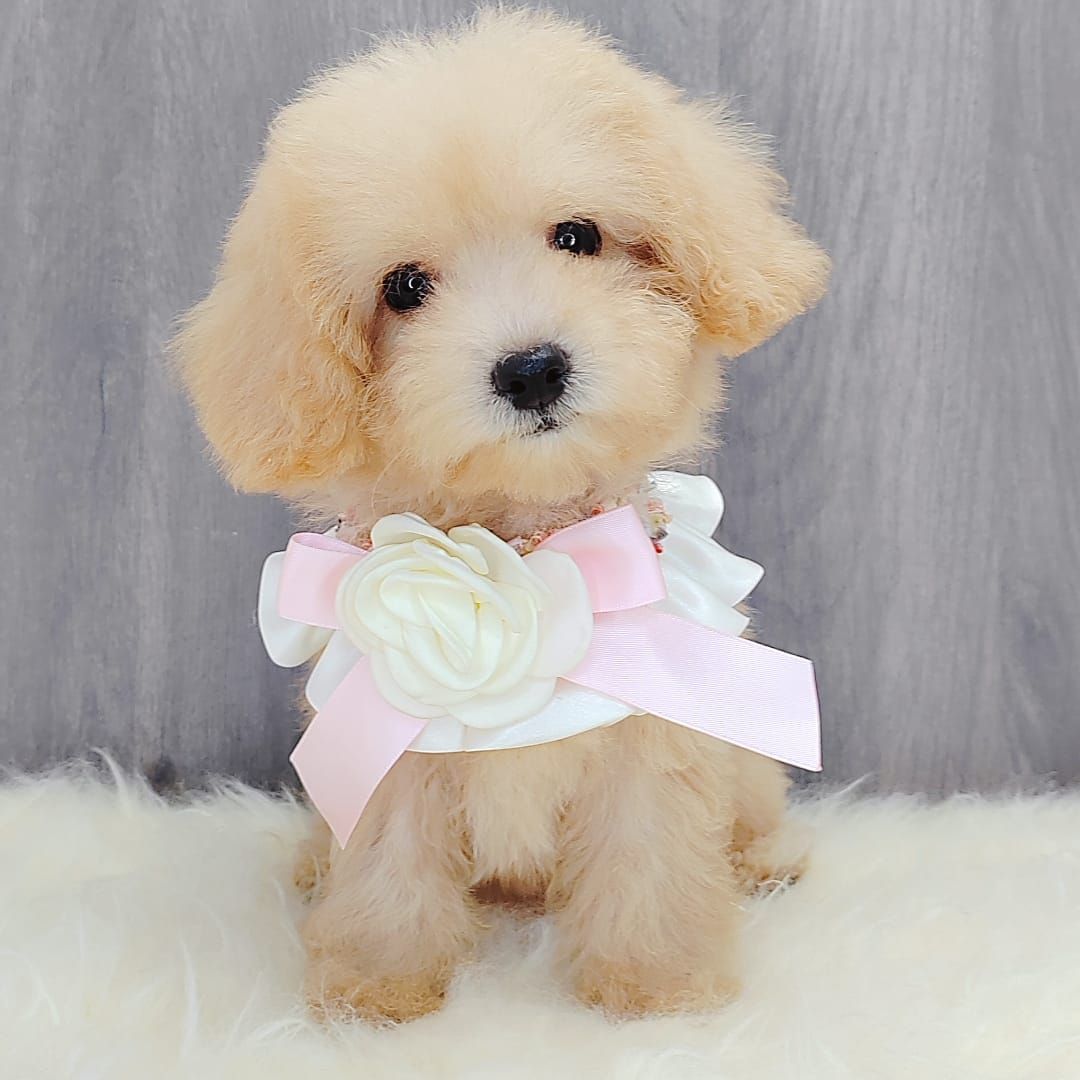 Poodle 娉拌开璐靛