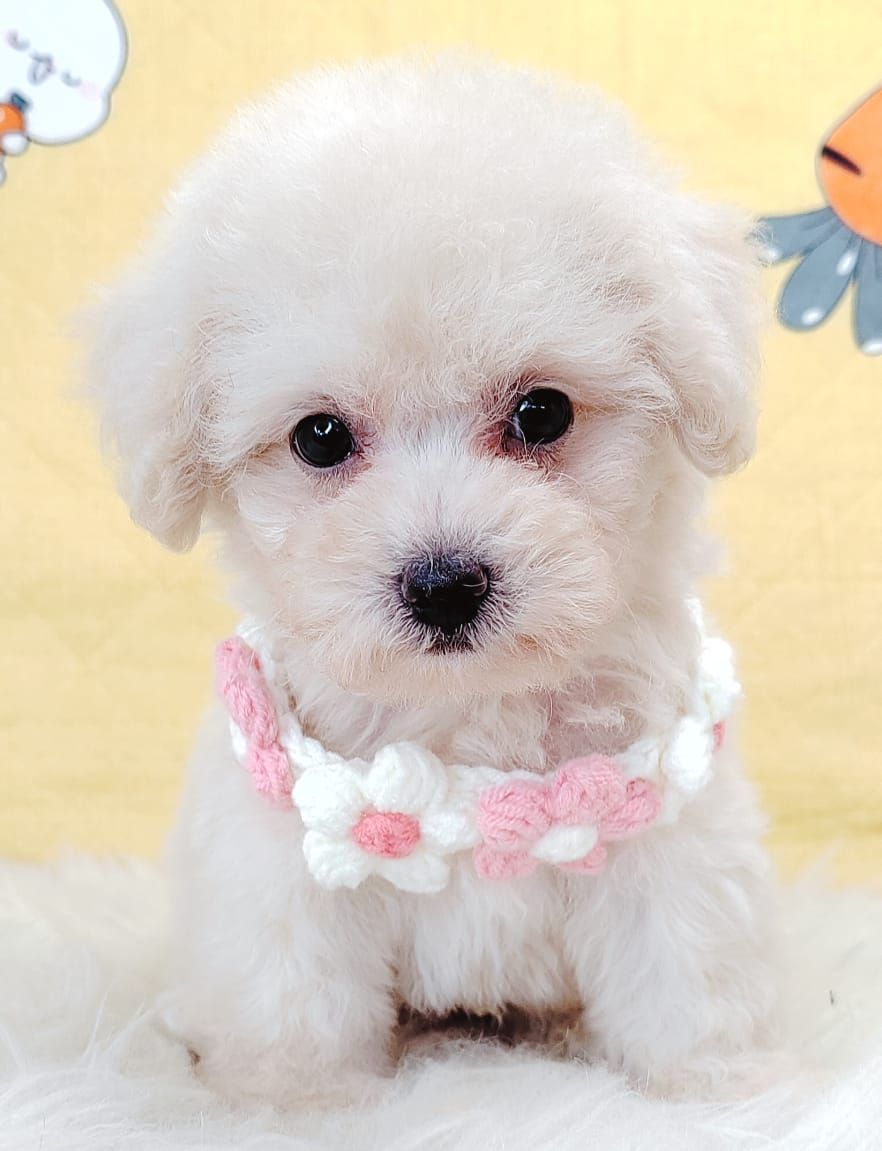 Poodle 璐靛娉拌开
