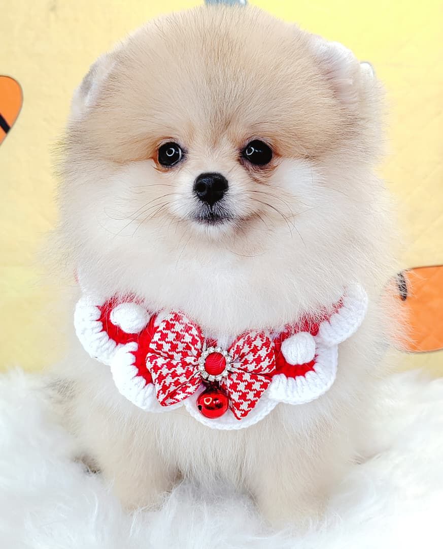 Pomeranian 博美