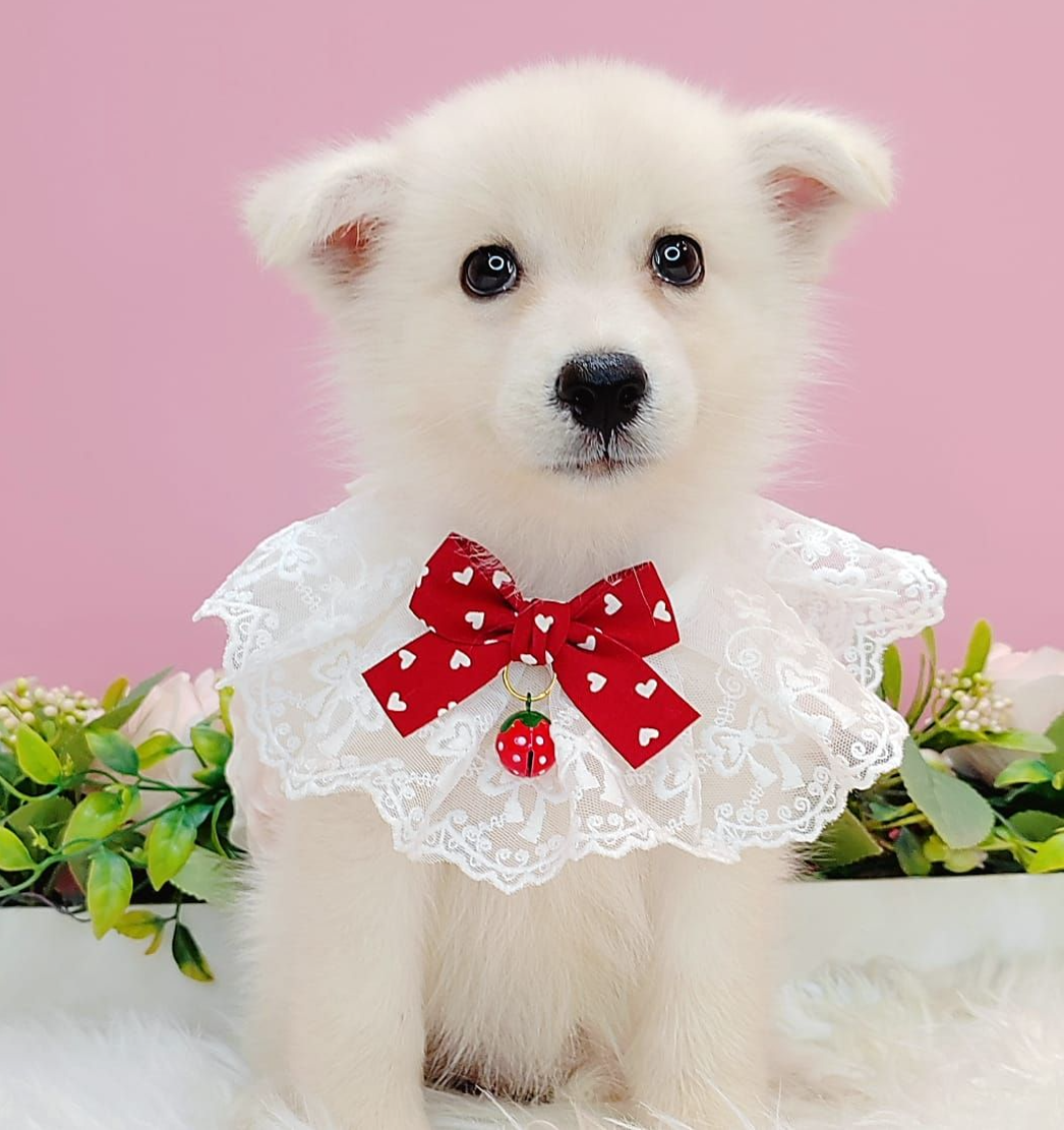 Pomsky 博士奇