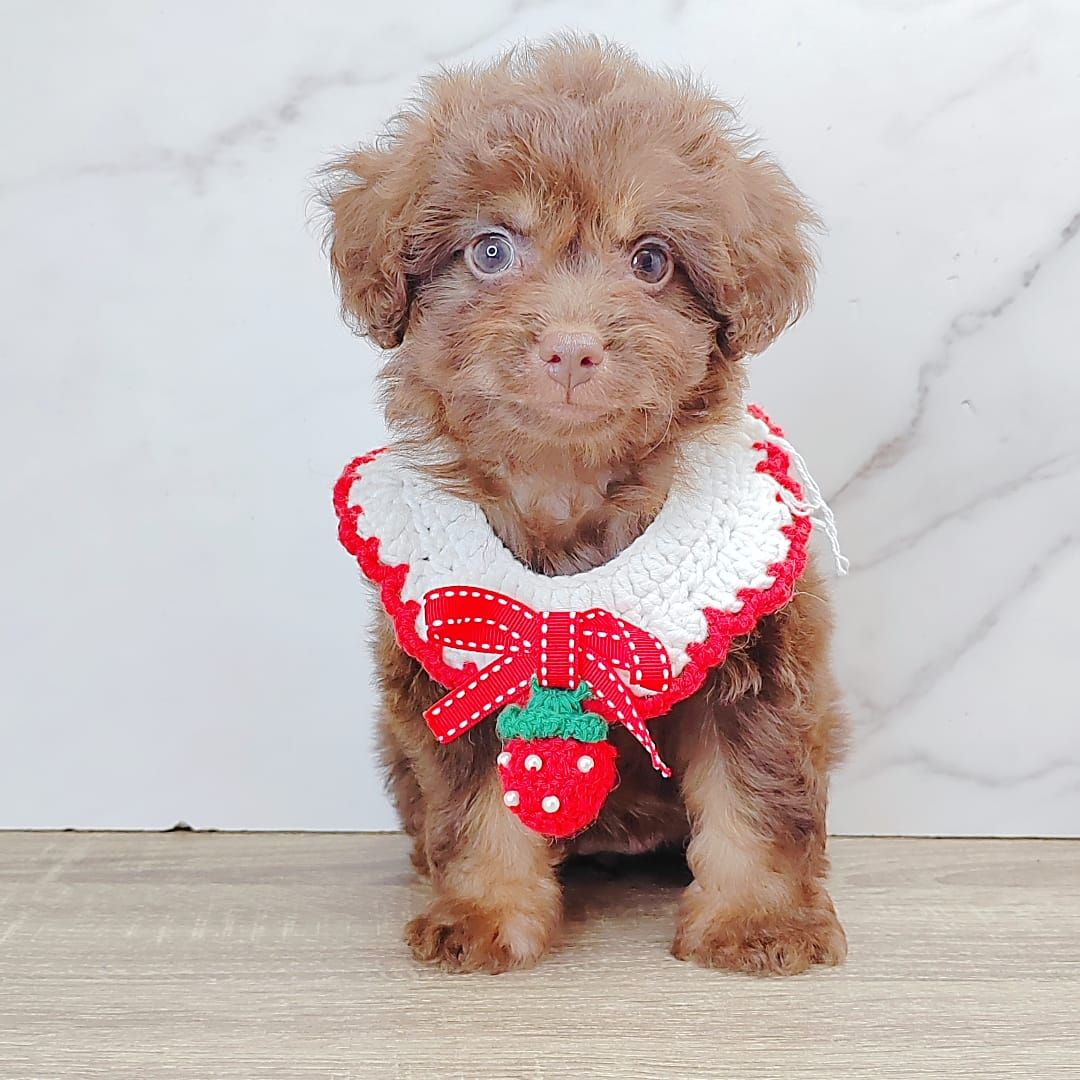 Poodle 娉拌开璐靛