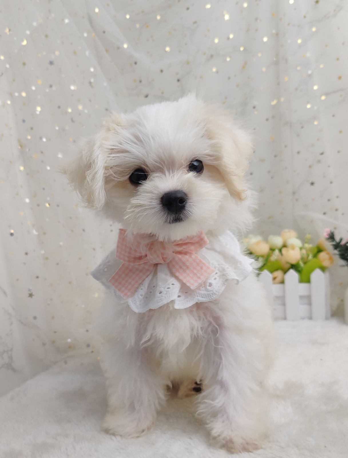 Maltipoo 马尔泰迪