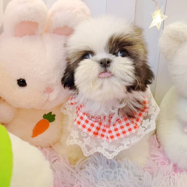 Shih Tzu 西施