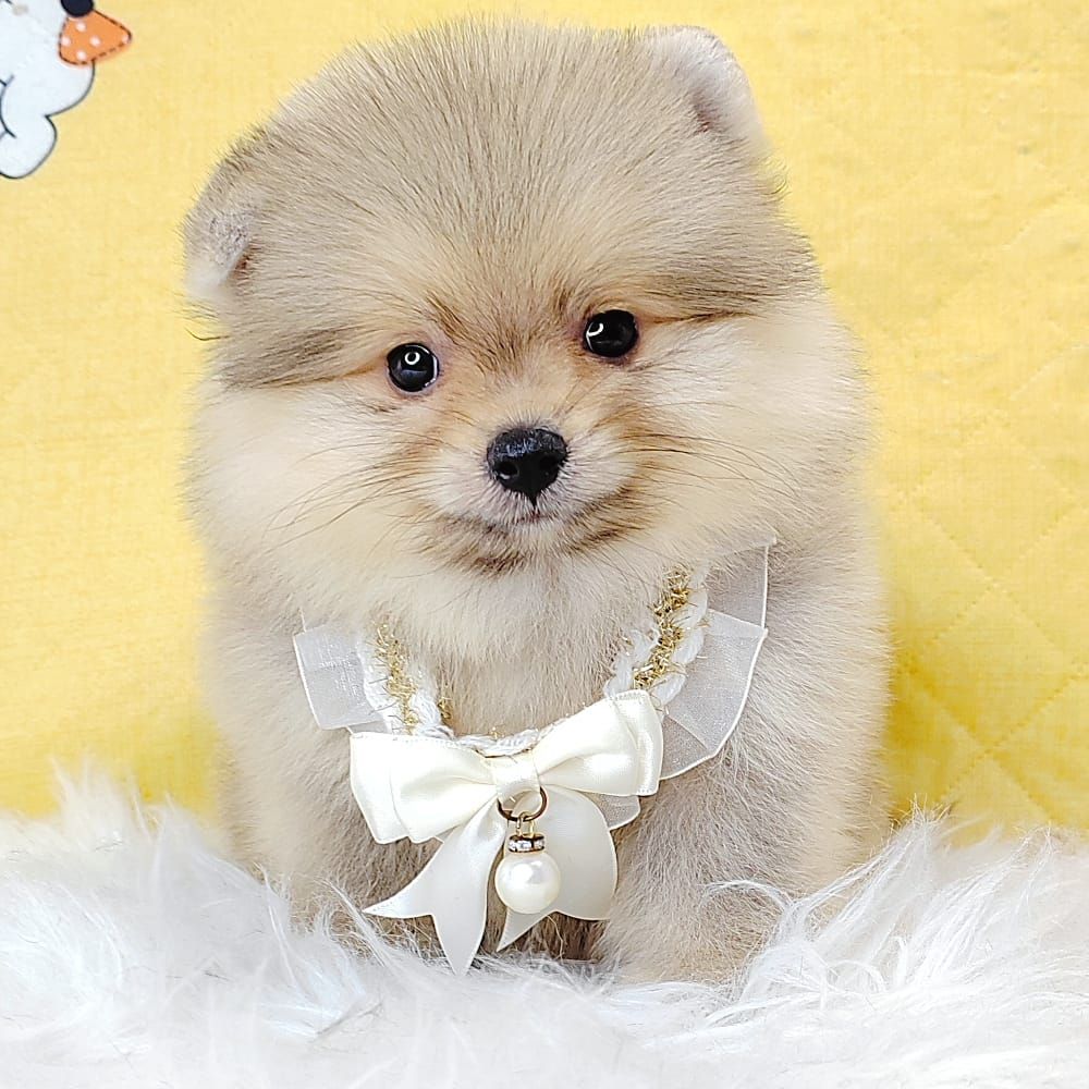 Pomeranian 博美