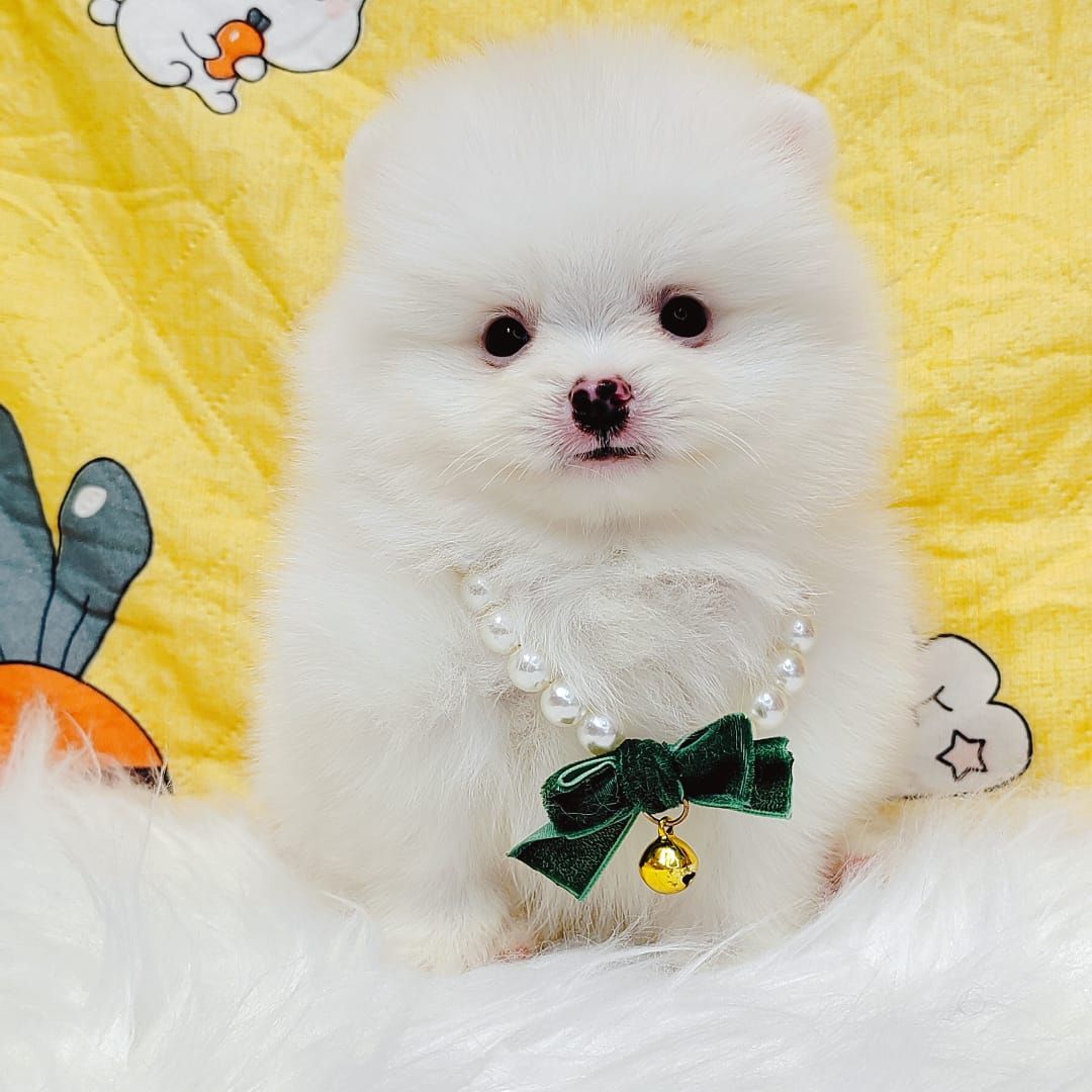 Pomeranian 博美